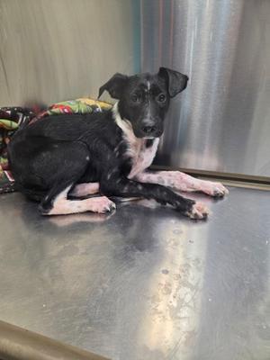 A black and white puppy lying on a metal surface.