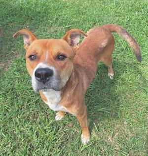 A brown and white dog standing on grass, looking up at the camera.