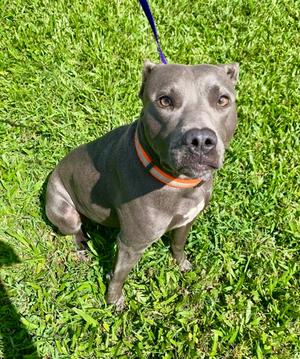 Maggie, American Pit Bull Terrier Mix, adult, available for adoption