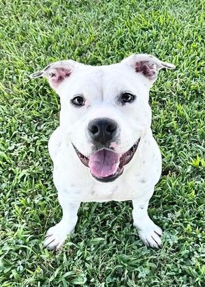 Estrella, American Pit Bull Terrier Mix, adult, available for adoption
