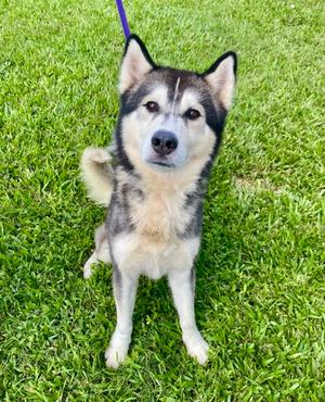 Demon, Siberian Husky, adult, available for adoption