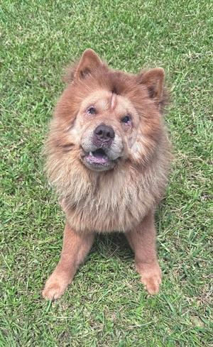 A fluffy brown dog sitting on a grassy field