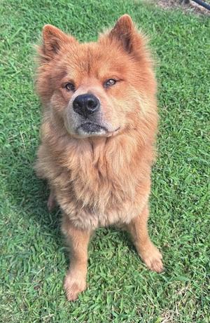 A fluffy ginger Chow Chow dog standing on green grass, looking towards the camera.