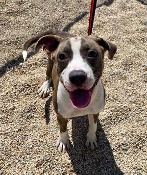 Kona, American Pit Bull Terrier Mix, young, available for adoption