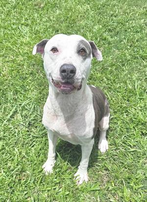 Sparkler, American Pit Bull Terrier Mix, senior, available for adoption