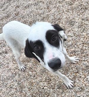 A black and white dog with a white body and black patches around its eyes, looking up at the camera.