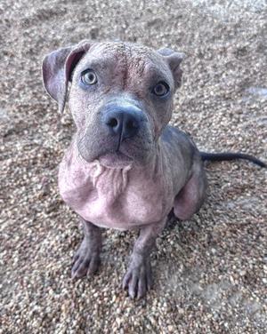 A close-up of a gray dog with a wrinkled face and large ears, sitting on a gravel surface.