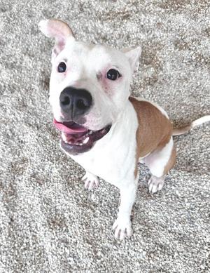 A happy white and brown dog with a black nose and pink tongue, standing on a textured carpet.