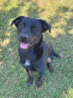 black dog sitting on grass