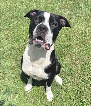 Tiger, American Pit Bull Terrier Mix, adult, available for adoption