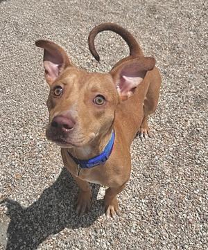 A brown dog with a blue collar standing on a gravel surface, looking up at the camera.