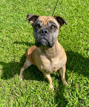 Zarah, Mastiff Mix, adult, available for adoption