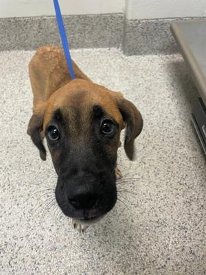 Tazz-Mania, Boxer and Beagle, puppy, available for adoption