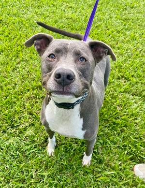 Zeus, American Pit Bull Terrier Mix, adult, available for adoption