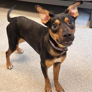Rango, Mixed Breed, adult, available for adoption