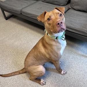 Austin, Mixed Breed, adult, available for adoption