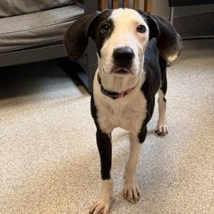 Blaze, Mixed Breed, adult, available for adoption