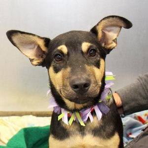 Chase, Mixed Breed, young, available for adoption