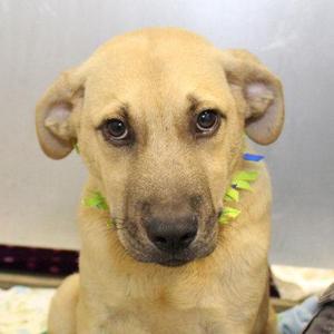 Boots, Mixed Breed, young, available for adoption