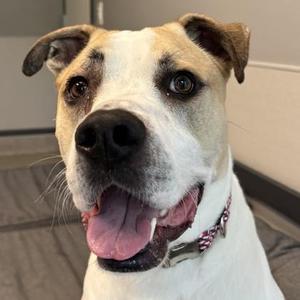 Ruckus, Mixed Breed, adult, available for adoption