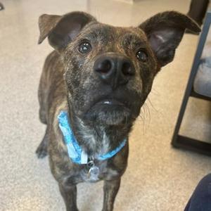 Tiger, Mixed Breed, young, available for adoption