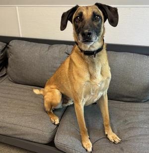 Andre, Mixed Breed, senior, available for adoption