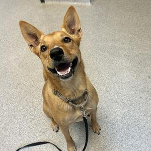 A happy brown dog with perked ears and a black collar, sitting on a gray floor.