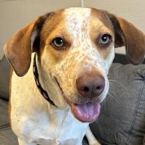 Belle Isle, Mixed Breed, adult, available for adoption