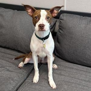 A brown and white dog sitting on a gray couch.