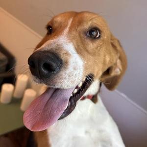 Ronnie, Mixed Breed, adult, available for adoption