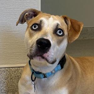 Bluey, Mixed Breed, adult, available for adoption