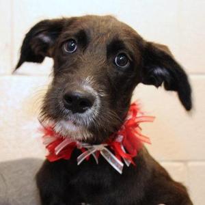 Freya, Mixed Breed, young, available for adoption