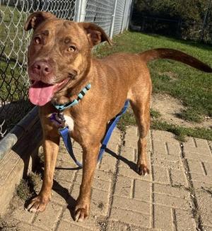 Diamond, Mixed Breed, adult, available for adoption
