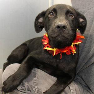 Memphis, Mixed Breed, young, available for adoption