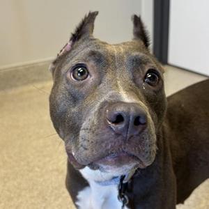 Devon, Mixed Breed, adult, available for adoption