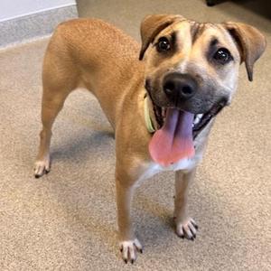 A happy brown dog with a black muzzle and floppy ears, standing on a carpeted floor with its tongue out.