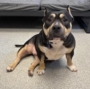 Nova, Mixed Breed, adult, available for adoption