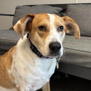 Reecie, Mixed Breed, adult, available for adoption