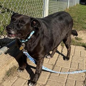 Bella, Mixed Breed, senior, available for adoption