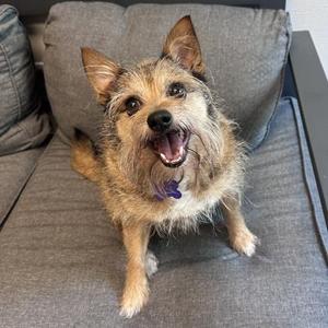 A small dog with a shaggy coat sitting on a gray couch, looking up with its mouth open and tongue out.