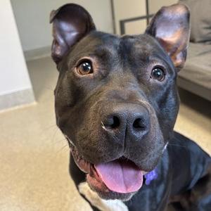 Cairo, Mixed Breed, adult, available for adoption