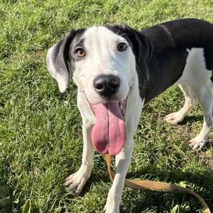 Pyro, Mixed Breed, adult, available for adoption