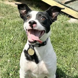 Gingersnap, Mixed Breed, young, available for adoption