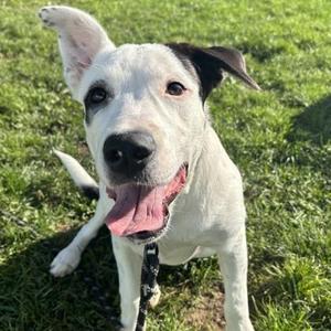Queen of Hearts, Mixed Breed, young, available for adoption