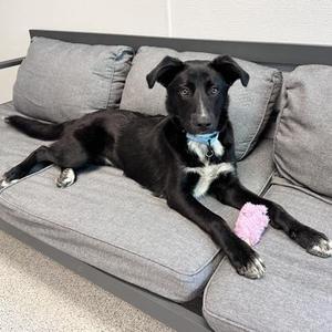 Sky, Mixed Breed, young, available for adoption
