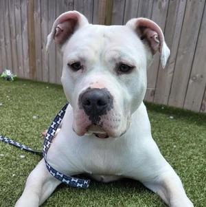 Izzy, Mixed Breed, adult, available for adoption