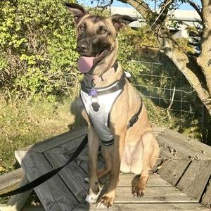 Honey, Mixed Breed, adult, available for adoption