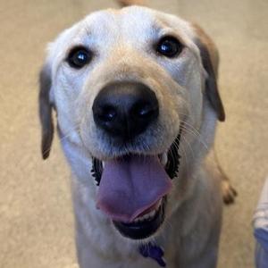 Remy, Mixed Breed, adult, available for adoption