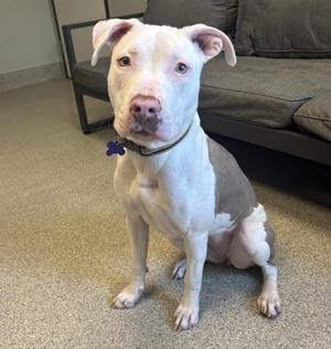 Dolly, Mixed Breed, adult, available for adoption