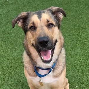 A happy dog with a black and tan coat, wearing a blue collar, sitting on green grass.